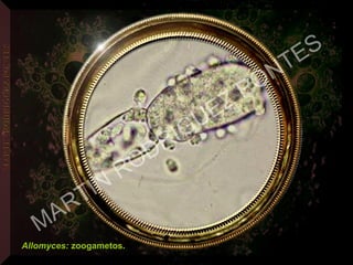 Allomyces: zoogametos.
MARTIN
RODRIGUEZ PONTES
 