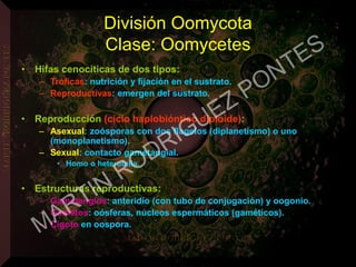 División Oomycota
Clase: Oomycetes
• Hifas cenocíticas de dos tipos:
– Tróficas: nutrición y fijación en el sustrato.
– Reproductivas: emergen del sustrato.
• Reproducción (ciclo haplobióntico diploide):
– Asexual: zoósporas con dos flagelos (diplanetismo) o uno
(monoplanetismo).
– Sexual: contacto gametangial.
• Homo o heterotalia.
• Estructuras reproductivas:
– Gametangios: anteridio (con tubo de conjugación) y oogonio.
– Gametos: oósferas, núcleos espermáticos (gaméticos).
– Cigoto en oospora.
MARTIN
RODRIGUEZ PONTES
 
