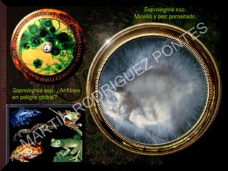 Saprolegnia ssp..
Micelio y pez parasitado.
Saprolegnia ssp. ¿Anfibios
en peligro global?
MARTIN
RODRIGUEZ PONTES
 