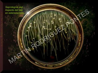 Saprolegnia ssp..
Aspecto del talo
en estereoscopio..
MARTIN
RODRIGUEZ PONTES
 