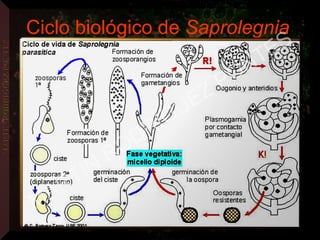 Ciclo biológico de Saprolegnia
MARTIN
RODRIGUEZ PONTES
 