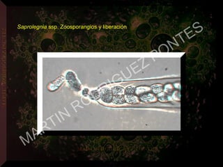 Saprolegnia ssp. Zoosporangios y liberación
MARTIN
RODRIGUEZ PONTES
 