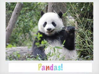 Pandas!
 