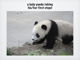 a baby panda taking
 his/her first steps!
 