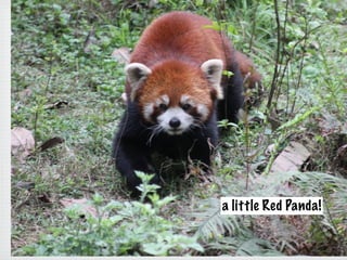 a little Red Panda!
 