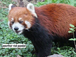 another red panda!
 