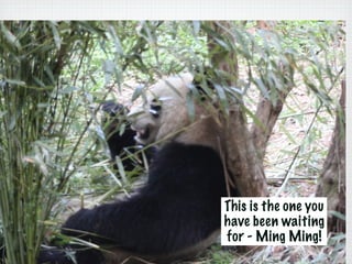 This is the one you
have been waiting
for - Ming Ming!
 