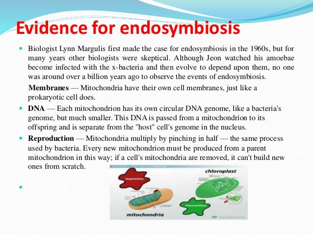 The origin of eukaryotic cells can be explained by the... | BioNinja The origin of eukaryotic cells can be explained by the... | BioNinja