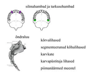 silmahambad  ja tarkusehambad õndraluu kõrvalihased 