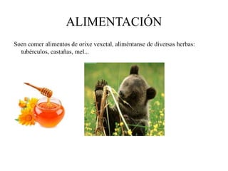 ALIMENTACIÓN
Soen comer alimentos de orixe vexetal, aliméntanse de diversas herbas:
tubérculos, castañas, mel...
 