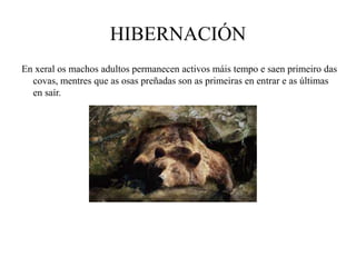 HIBERNACIÓN
En xeral os machos adultos permanecen activos máis tempo e saen primeiro das
covas, mentres que as osas preñadas son as primeiras en entrar e as últimas
en saír.
 