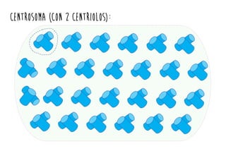 Centrosoma (con 2 centriolos):
 