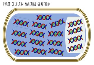 PARED CELULAR/ MATERIAL GENÉTICO:
 