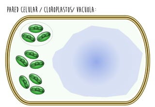 PARED CELULAR / CLOROPLASTOS/ VACUOLA:
 