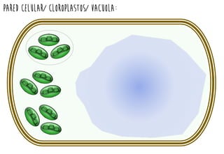PARED CELULAR/ CLOROPLASTOS/ vacuola:
 