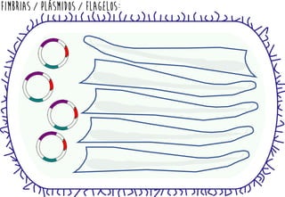FIMBRIAS / plásmidos / FLAGELOs:
 