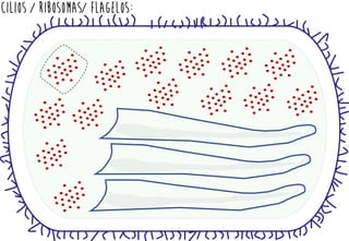 CILIOS / RIBOSOMAS/ FLAGELOS:
 