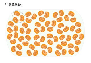 mitocondrias:
 