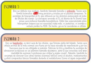 ESCENARIO 1:
ESCENARIO 2:
Eres un glóbulo rojo maduro, también llamado hematíe o eritrocito. Tienes una
forma bicóncava muy peculiar y circulas por el plasma sanguíneo. Te
encargas de transportar el O2 que obtienes en los alvéolos pulmonares al resto
de células del cuerpo. Lo consigues uniendo el O2 al átomo de Fe (hierro) que
posee una proteína llamada hemoglobina. Estás tan especializado para
transportar oxígeno que no necesitas nada más, ni proteínas, ni energía e
incluso pierdes tu ADN. De hecho, ya no te consideran ni célula.
Eres un hepatocito, es decir una de las células que forman parte del hígado. Serías una
célula animal de lo más normal sino fuera por tu tasa elevada de regeneración y por las
funciones que te ves obligada a realizar. Fabricas la bilis y también te encargas de
almacenar la glucosa en un polímero llamado glucógeno, para lo que necesitas una gran
cantidad de enzimas (=proteínas que cortan y pegan cosas). Además, también te
encargas de eliminar (con otras tantas enzimas) tóxicos como el alcohol, medicamentos
y otros compuestos tóxicos formados durante el metabolismo (como el agua oxigenada).
 