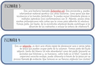 ESCENARIO 3:
ESCENARIO 4:
Eres una bacteria llamada Escherichia coli. Eres procariota y puedes
intercambiar material genético con otras bacterias, como genes que dan
resistencia a los temidos antibióticos. Te puedes mover libremente gracias a
múltiples apéndices (nos conformaremos con 3). Además, posees otras
muchas prolongaciones más cortas que te sirven para adherirte al intestino.
Formas parte, por tanto, de la microbiota intestinal donde contribuyes a la
absorción de los nutrientes e incluso la síntesis de vitamina K.
Eres un adipocito, es decir una célula capaz de almacenar una o varias gotas
de grasa que pueden ocupar parte de tu volumen. Formas parte del tejido
adiposo, tanto del blanco (el más abundante) como del pardo (presente en
animales que hibernan y, en humanos, sobre todo en el feto). Cuando el
organismo necesita energía, puede obtenerla a través de la grasa por un
proceso llamado b-oxidación (que termina en un famoso orgánulo con crestas)
 