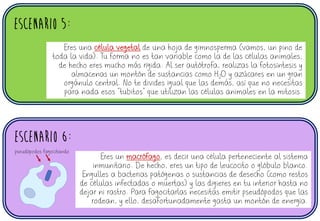 ESCENARIO 5:
ESCENARIO 6:
Eres una célula vegetal de una hoja de gimnosperma (vamos, un pino de
toda la vida). Tu forma no es tan variable como la de las células animales,
de hecho eres mucho más rígida. Al ser autótrofa, realizas la fotosíntesis y
almacenas un montón de sustancias como H2O y azúcares en un gran
orgánulo central. No te divides igual que las demás, así que no necesitas
para nada esos “tubitos” que utilizan las células animales en la mitosis.
Eres un macrófago, es decir una célula perteneciente al sistema
inmunitario. De hecho, eres un tipo de leucocito o glóbulo blanco.
Engulles a bacterias patógenas o sustancias de desecho (como restos
de células infectadas o muertas) y las digieres en tu interior hasta no
dejar ni rastro. Para fagocitarlas necesitas emitir pseudópodos que las
rodean, y ello, desafortunadamente gasta un montón de energía.
pseudópodos fagocitando
 