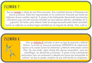 ESCENARIO 7:
ESCENARIO 8:
Eres un miocito o célula de una fibra muscular. Eres contráctil gracias a filamentos de
actina y miosina. Estás tan especializado en la contracción muscular que hasta tus
orgánulos tienen nombre especial. Te pasas el día trabajando (generando movimientos
voluntarios pues eres del músculo estriado) así que requieres grandes cantidades de O2
y glucosa. De hecho, para obtener toda la energía necesaria para tanta actividad,
tienes un orgánulo en mucha mayor cantidad que la mayoría de células… Pero,¿cuál es?
Eres un linfocito B activado es decir un tipo de leucocito o glóbulo
blanco. Tu misión es reconocer proteínas (ANTÍGENOS) de organismos
ajenos a tu cuerpo (como las bacterias) y fabricar anticuerpos contra
ellas. De este modo, otras células del sistema inmunitario, como los
macrófagos, los identifican y eliminan. Te pasas el día sintetizando
anticuerpos (que son proteínas) y además los tienes que transportar al
exterior, así que te puedes imaginar de que está llenito tu citoplasma.
 