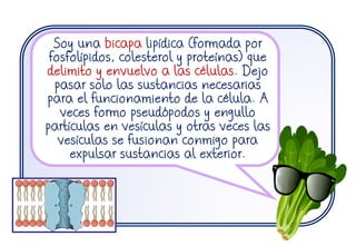 Soy una bicapa lipídica (formada por
fosfolípidos, colesterol y proteínas) que
delimito y envuelvo a las células. Dejo
pasar solo las sustancias necesarias
para el funcionamiento de la célula. A
veces formo pseudópodos y engullo
partículas en vesículas y otras veces las
vesículas se fusionan conmigo para
expulsar sustancias al exterior.
 