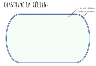 Construye la célula: ya lleva citoplasma
y membrana plasmáaática
 