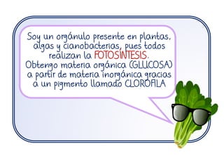 Soy un orgánulo presente en plantas,
algas y cianobacterias, pues todos
realizan la FOTOSÍNTESIS.
Obtengo materia orgánica (GLUCOSA)
a partir de materia inorgánica gracias
a un pigmento llamado CLOROFILA
 