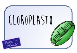 cloroplasto
 