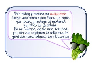 Sólo estoy presente en eucariotas.
Tengo una membrana llena de poros
que rodea y protege al material
genético de la célula.
En mi interior, existe una pequeña
porción que contiene la información
genética para fabricar los ribosomas
 