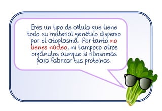 Eres un tipo de célula que tiene
todo su material genético disperso
por el citoplasma. Por tanto no
tienes núcleo, ni tampoco otros
orgánulos aunque sí ribosomas
para fabricar tus proteínas.
 