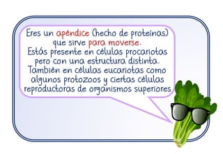 Eres un apéndice (hecho de proteínas)
que sirve para moverse.
Estás presente en células procariotas
pero con una estructura distinta.
También en células eucariotas como
algunos protozoos y ciertas células
reproductoras de organismos superiores
 