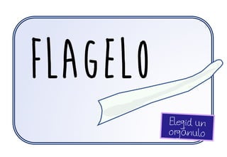 FLAGELO
 