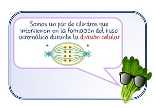 Somos un par de cilindros que
intervienen en la formación del huso
acromático durante la división celular
 