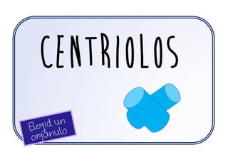 centriolos
 