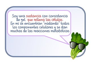 Soy una sustancia con consistencia
de gel que rellena las células.
En mí se encuentran “nadando” todos
los componentes celulares y se dan
muchas de las reacciones metabólicas
 
