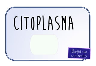 citoplasma
 