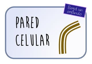 pared
celular
 