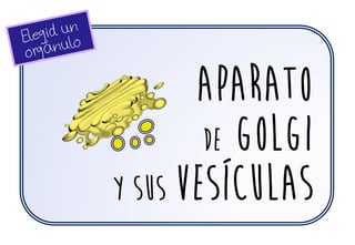 Aparato
de golgi
y sus vesículas
 