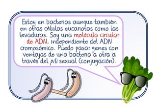 Estoy en bacterias aunque también
en otras células eucariotas como las
levaduras. Soy una molécula circular
de ADN, independiente del ADN
cromosómico. Puedo pasar genes con
ventajas de una bacteria a otra a
través del pili sexual (conjugación).
 