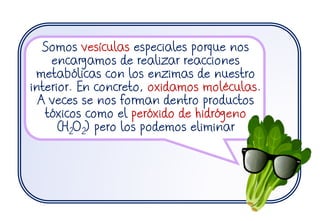 Somos vesículas especiales porque nos
encargamos de realizar reacciones
metabólicas con los enzimas de nuestro
interior. En concreto, oxidamos moléculas.
A veces se nos forman dentro productos
tóxicos como el peróxido de hidrógeno
(H2O2) pero los podemos eliminar
 