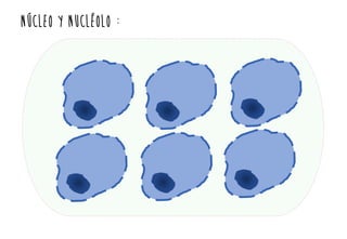 NÚCLEO Y nucléolo :
 