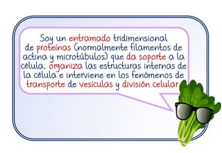 Soy un entramado tridimensional
de proteínas (normalmente filamentos de
actina y microtúbulos) que da soporte a la
célula, organiza las estructuras internas de
la célula e interviene en los fenómenos de
transporte de vesículas y división celular
 