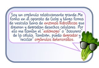 Soy un orgánulo relativamente grande.Me
formo en el aparato de Golgi y tengo forma
de vesícula llena de enzimas hidrolíticas que
digieren y degradan desechos celulares. Por
eso me llaman el “estómago” o “basurero”
de la célula. También, puedo degradar y
“reciclar” orgánulos deteriorados.
 