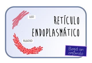 Retículo
endoplAsmático
LISO
RUGOSO
 