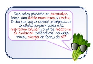 Sólo estoy presente en eucariotas.
Tengo una doble membrana y crestas.
Dicen que soy la central energética de
la célula porque gracias a la
respiración celular y a otras reacciones
de oxidación metabólicas, obtengo
mucha energía en forma de ATP
 