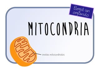 MITOCONDRIA
crestas mitocondriales
 