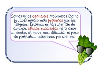 Somos unos apéndices proteínicos (como
pelillos) mucho más pequeños que los
flagelos. Estamos en la superficie de
algunas células eucariotas para crear
corrientes al movernos, dificultar el paso
de partículas, adherirnos por ahí, etc.
 