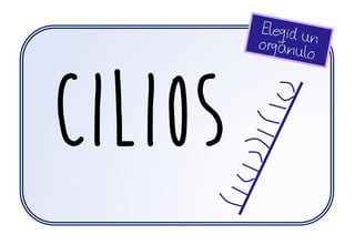 cilios
 